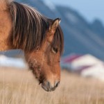 Tíbrá frá Leysingjastöðum II