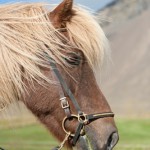 Perla frá Kárastöðum