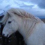 Fannar frá Eyvindarmúla