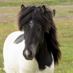 Garðálfur frá Rifkelsstöðum