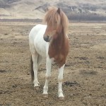 Þula frá Forsæti